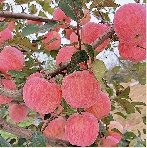 High Quality Hot Selling China Fruit Fresh Full Red FUJI Apple