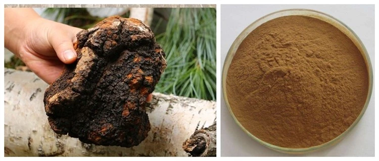 Factory Supply Chaga Mushroom Extract 50% Polysaccharides Powder Best Price Free Sample