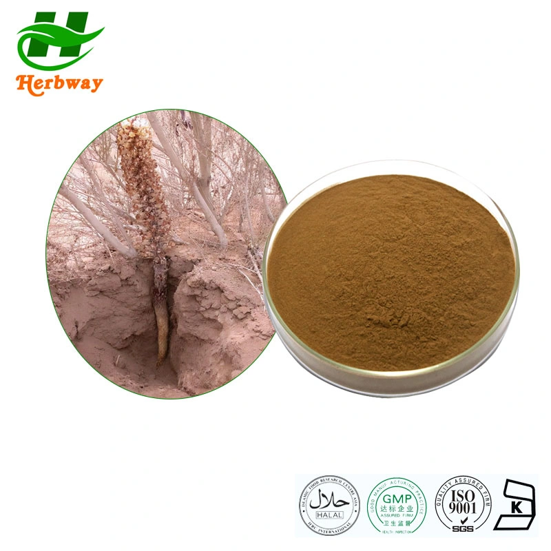 Herbway Factory Best Price Free Sample Natural Herbal Cistanche Deserticola Extract 20% 40% Echinacoside 10% Acteoside Cistanche Extract